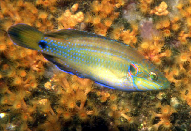 Symphodus ocellatus