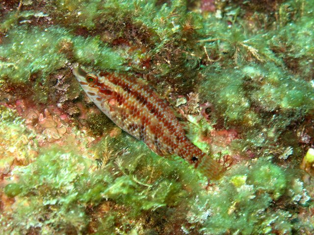 Symphodus roissali