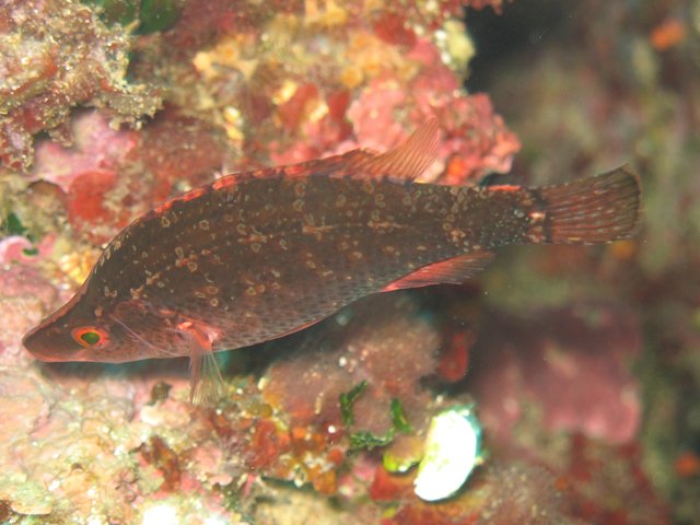 Symphodus rostratus