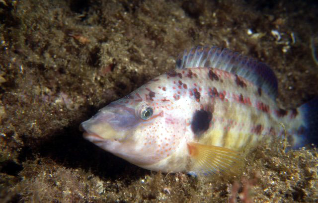 Symphodus tinca