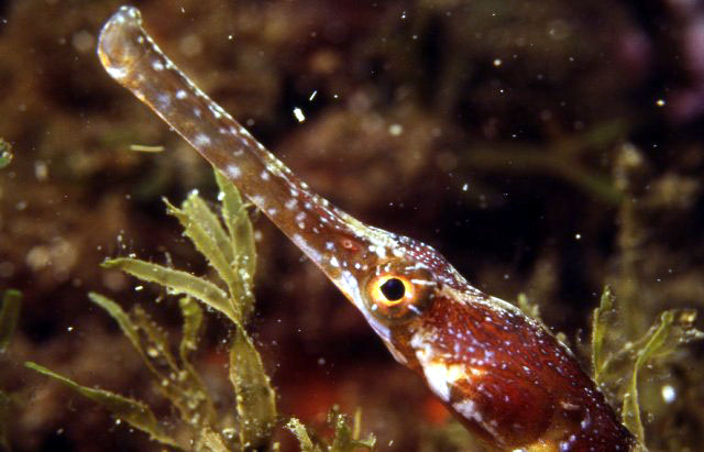 Syngnathus acus