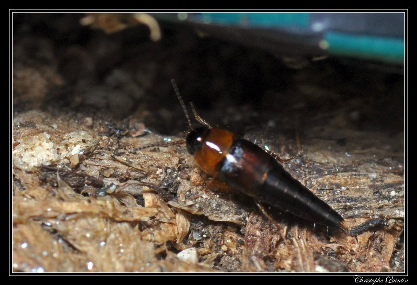 Tachyporus sp.