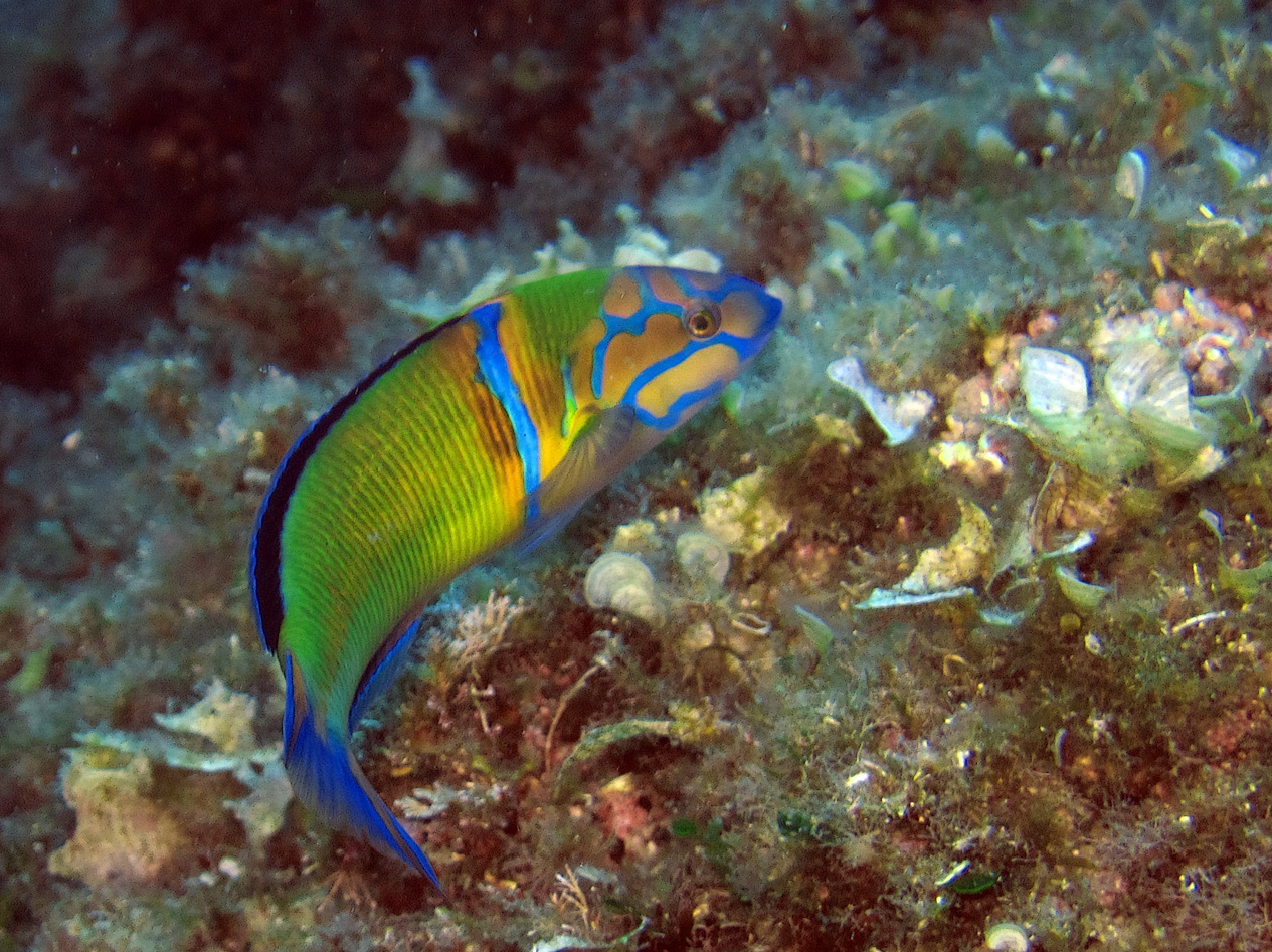 Thalassoma pavo