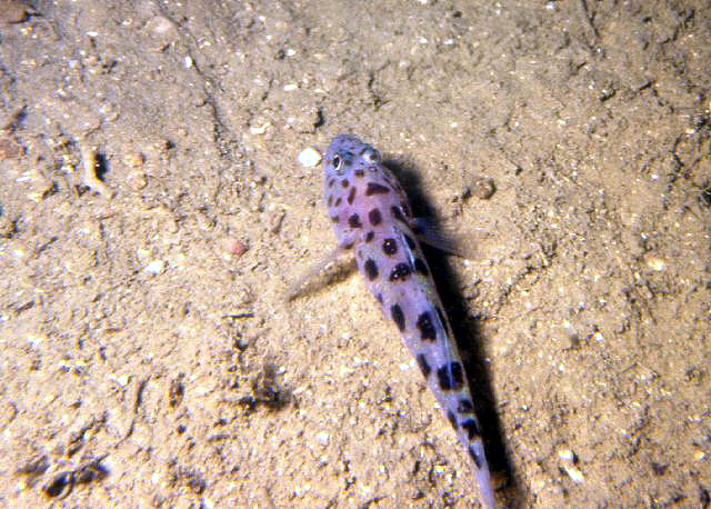 Thorogobius ephippiatus