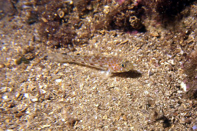 Thorogobius macrolepis