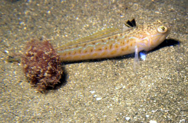 Trachinus draco