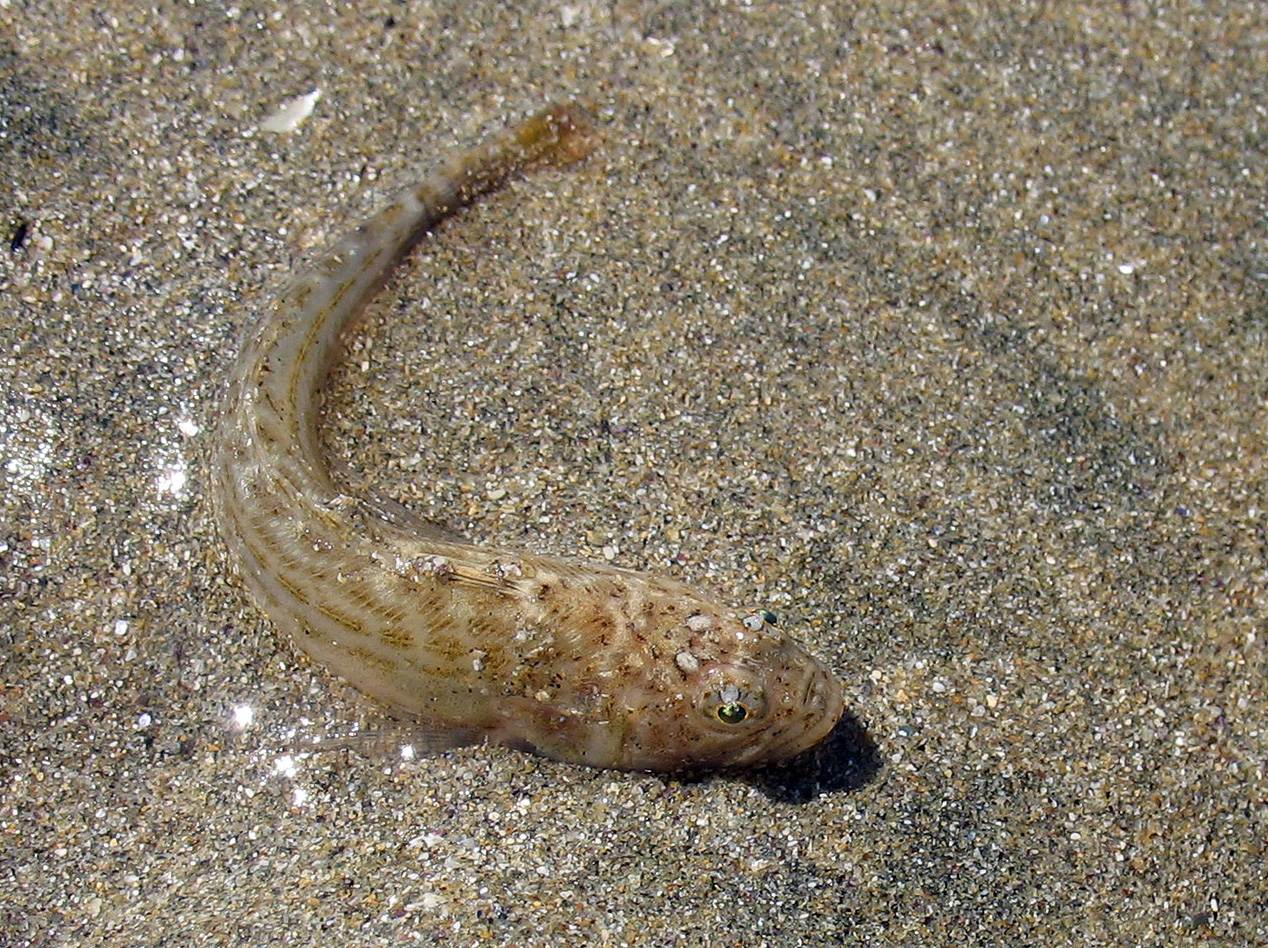 Trachinus vipera