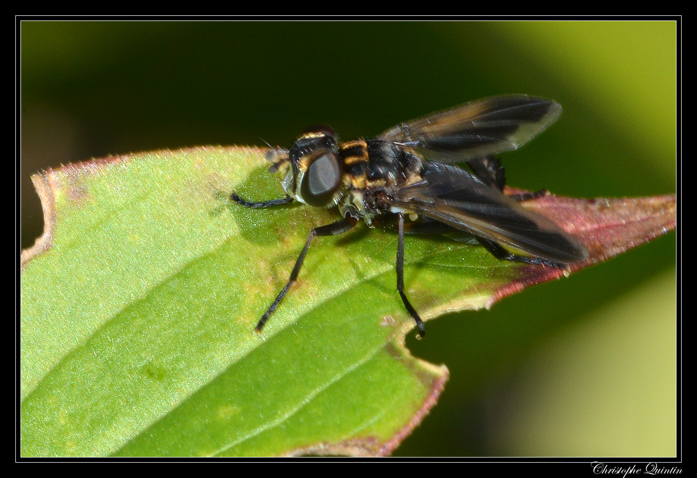 Trichopoda pennipes