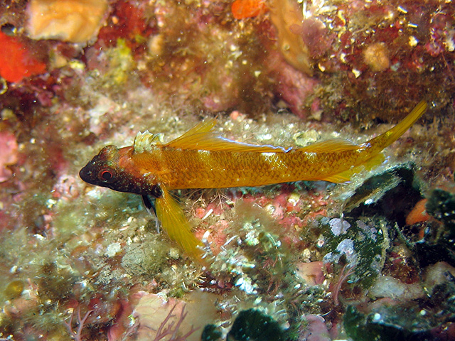Tripterygion delaisi