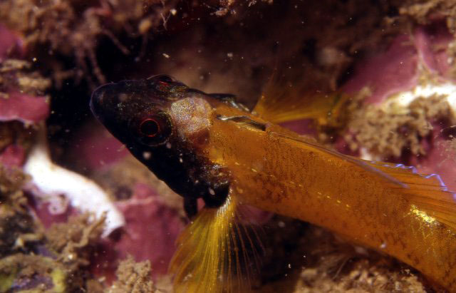 Tripterygion delaisi