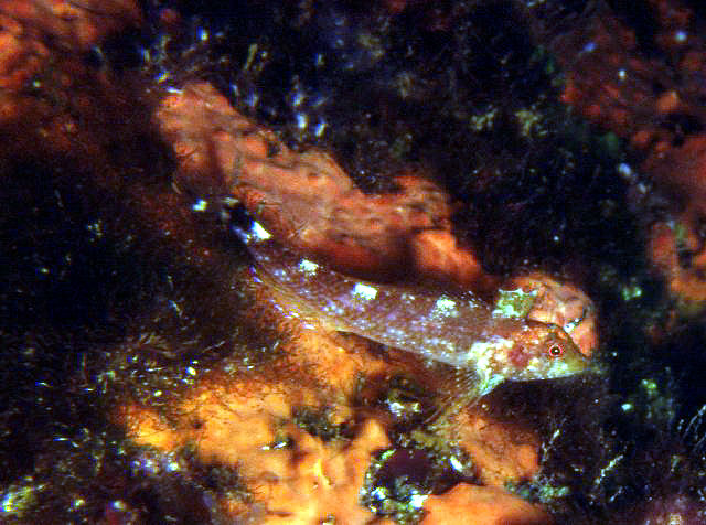 Tripterygion delaisi