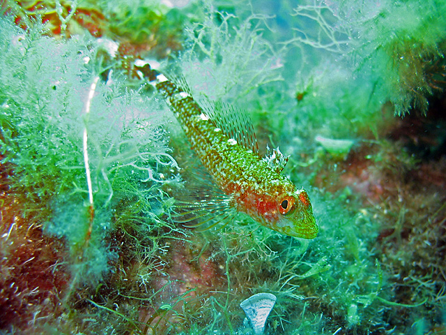 Tripterygion delaisi femelle