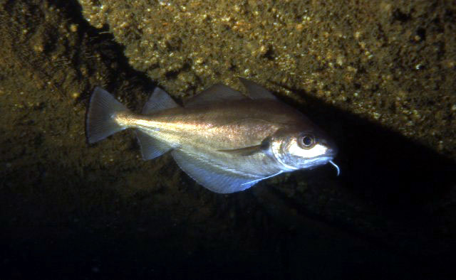 Trisopterus luscus
