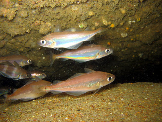 Trisopterus minutus