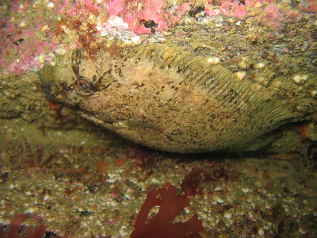 Zeugopterus punctatus