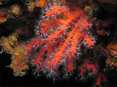 Corallium rubrum