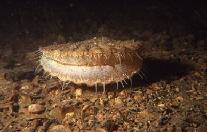 Pecten maximus