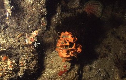 Pentapora foliacea