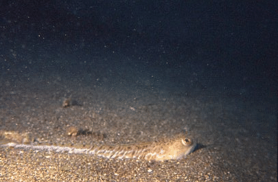 Biocénose des sables fins bien calibrés